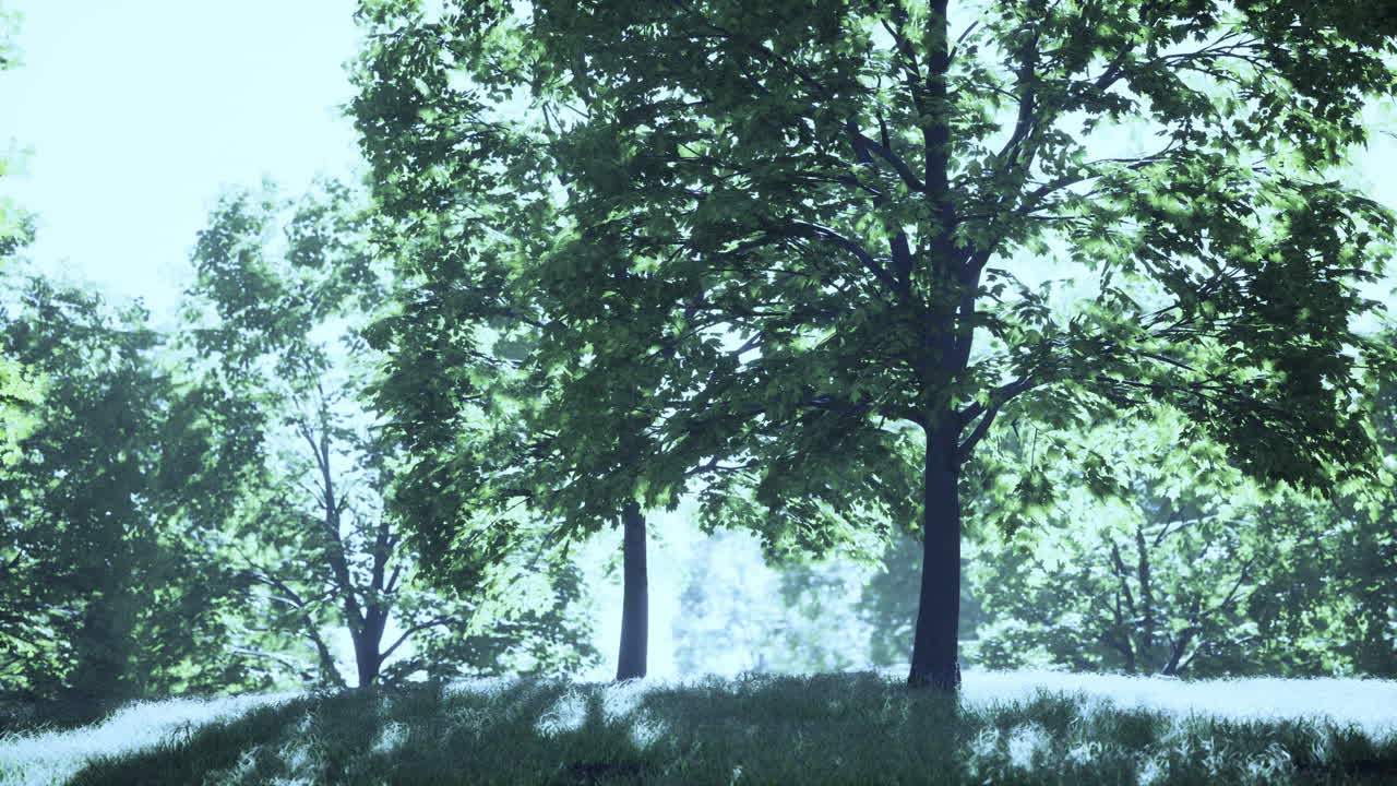 나무 와 풀 이 있는 숲 의 경치 가 아름답다