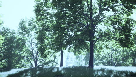 a scenic view of a forest with trees and grass