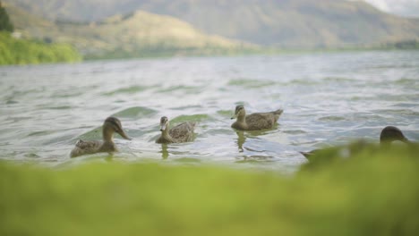 a group of ducks padding and playing water oin lake hayes the beach