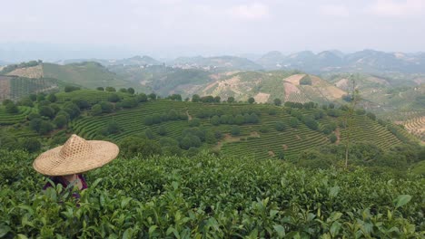 female wearing traditional straw chinese hat walking among tree bushes on a plantation in summer