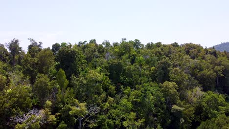 Lowering-through-dense-rainforest-of-green-trees-on-a-remote-tropical-island-in-Raja-Ampat,-West-Papua,-Indonesia,-aerial-drone-view