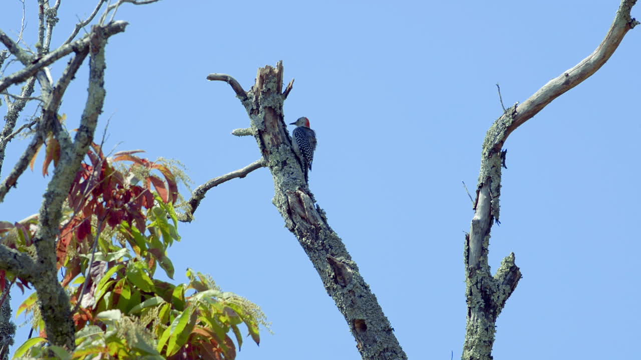 나무 줄기와 가지에 붉은 배 딱따구리
