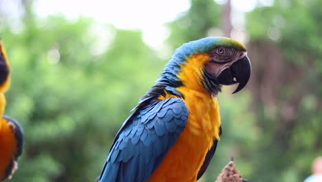 Loro-Guacamayo-Azul-Y-Amarillo-Mirando-A-La-Cámara