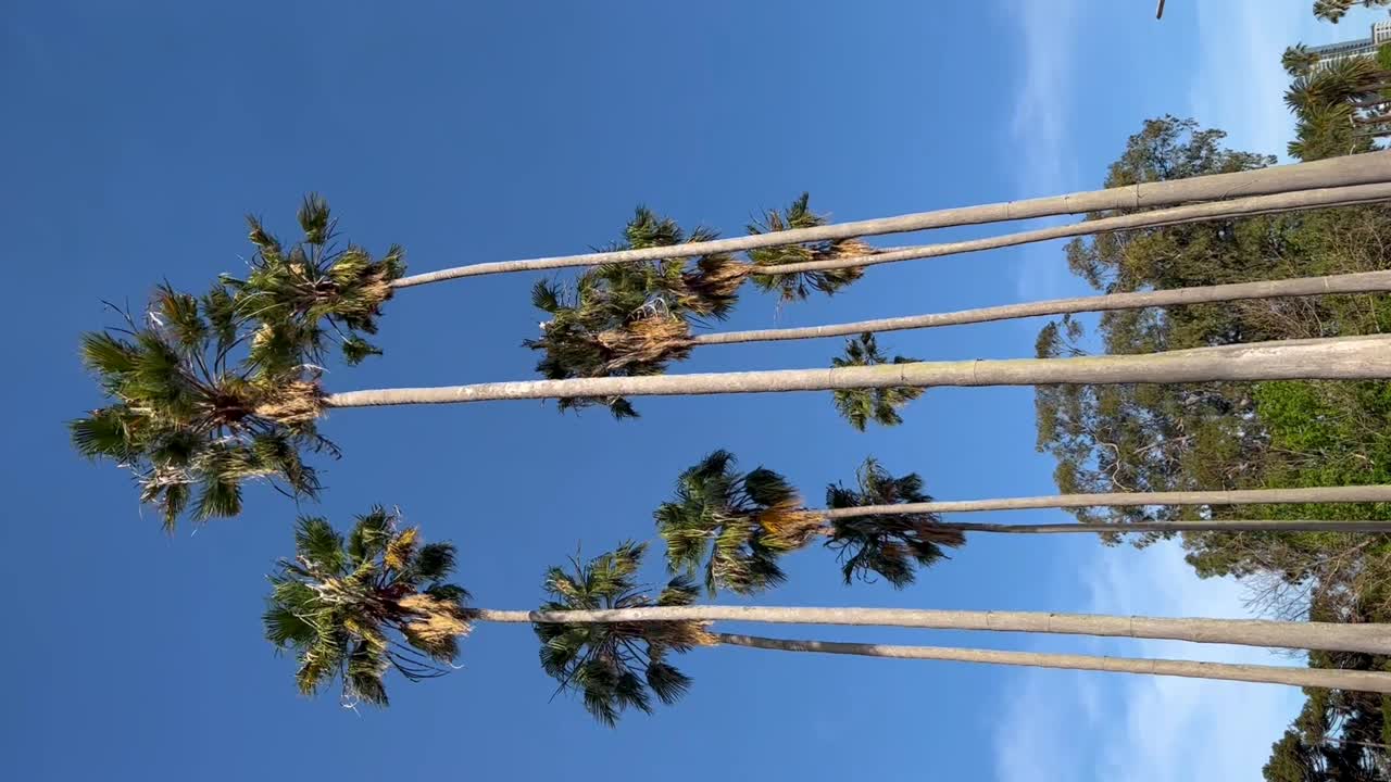 Tall palm trees reaching into a clear blue sky on a sunny day