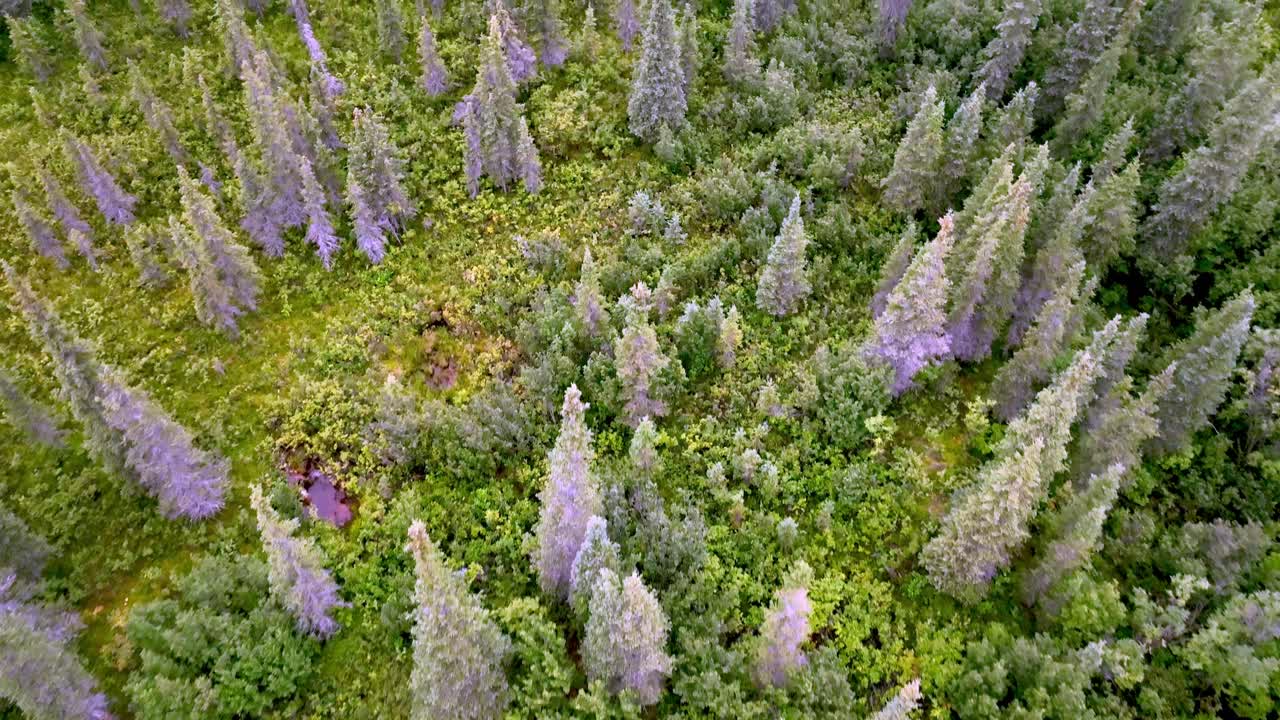 slow aerial push over spruce trees in alaskan wilderness