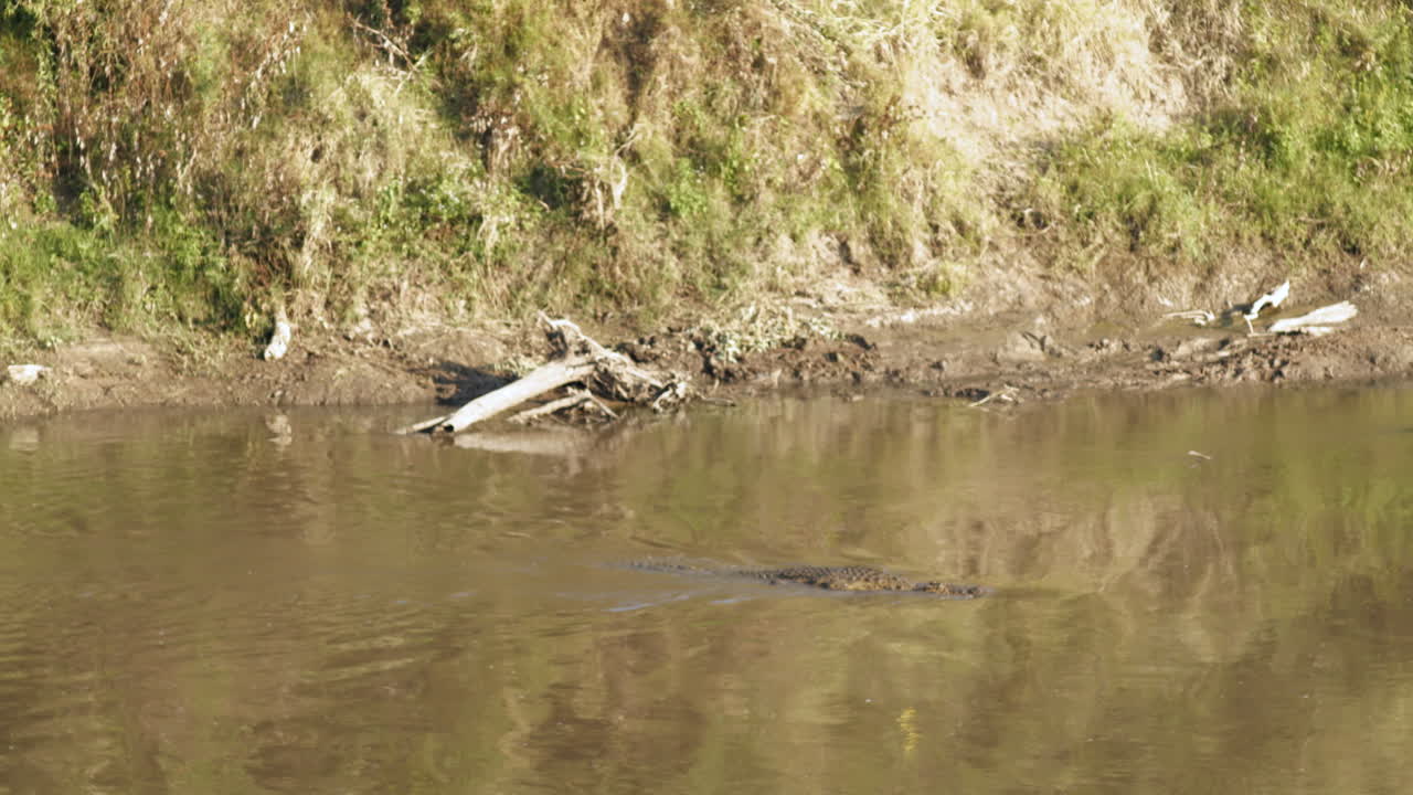 un gran cocodrilo en el río mara busca una buena posición de emboscada