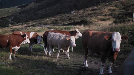 Cría-De-Ganado-En-Un-Campo-En-Val-Gardena-Italia