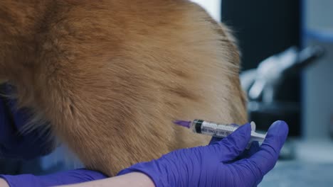 equipo veterinario dando una inyección al perro corgi