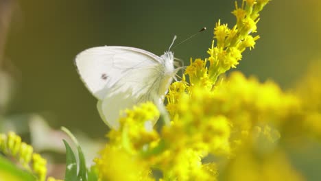 Pieris-Brassicae,-Der-Große-Weiße-Schmetterling,-Auch-Kohlfalter-Genannt.-Der-Große-Weißwurz-Kommt-In-Ganz-Europa,-Nordafrika-Und-Asien-Häufig-In-Landwirtschaftlichen-Gebieten,-Wiesen-Und-Parklandschaften-Vor.