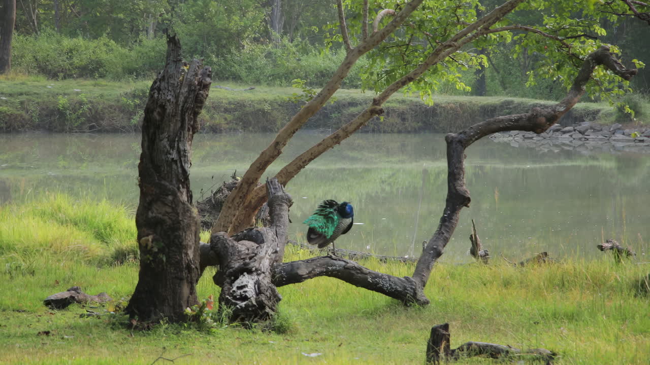 Solitary peacock perched on a fallen tree in a misty Nagarahole forest near Kabini River