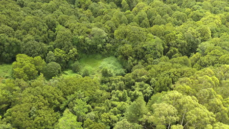 4k drone shot of flock of birds flying above a big forest in australia