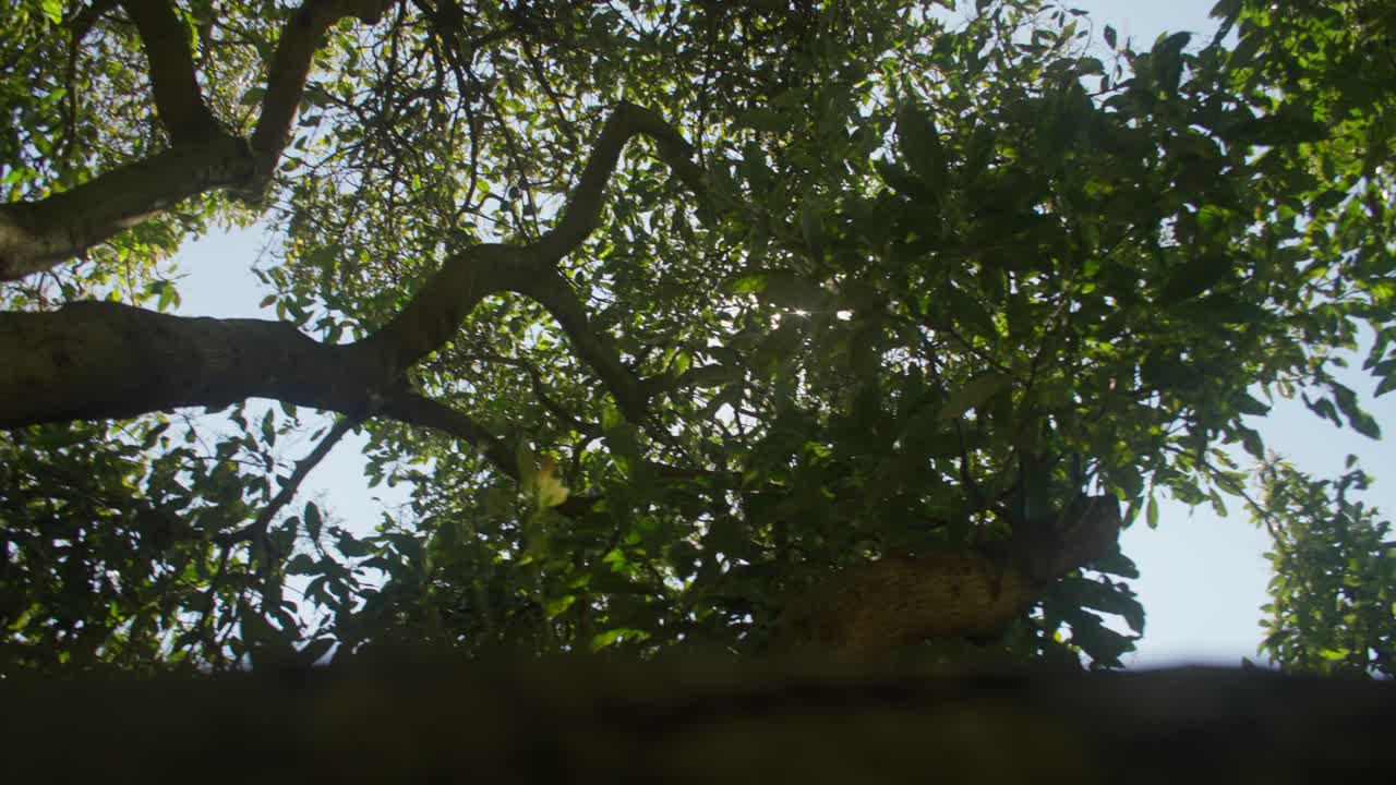 SLOW MOTION SHOT OF AVOCADO TREE TOPS FROM BELOW, WITH THE SUN LEAKING BEHIND THE BRANCHES