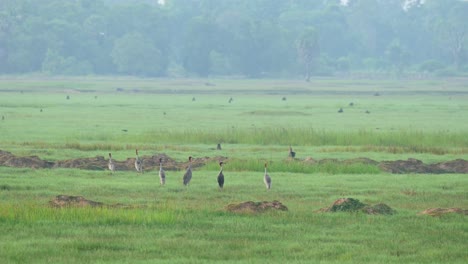 Eine-Herde-Auf-Dem-Gras-Am-Morgen,-Zwei-Gehen-Nach-Links,-Schöner-Morgen