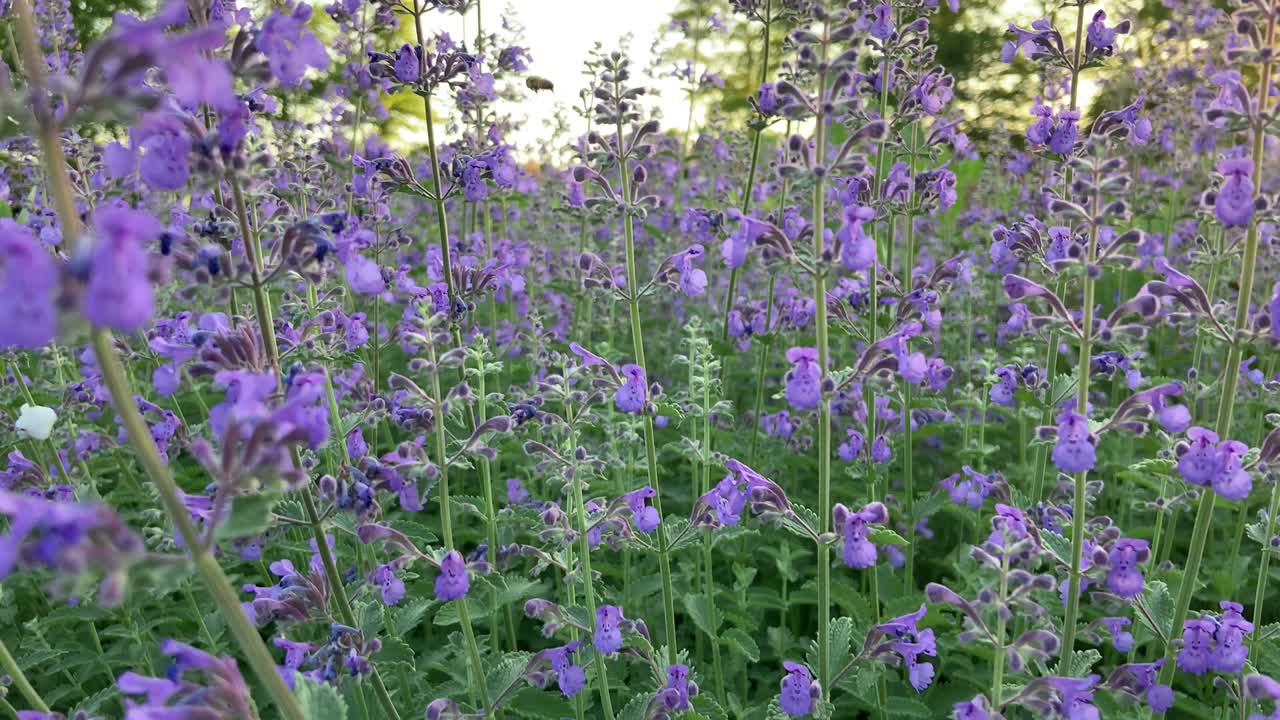 planta con flores de menta (nepata) con abejas