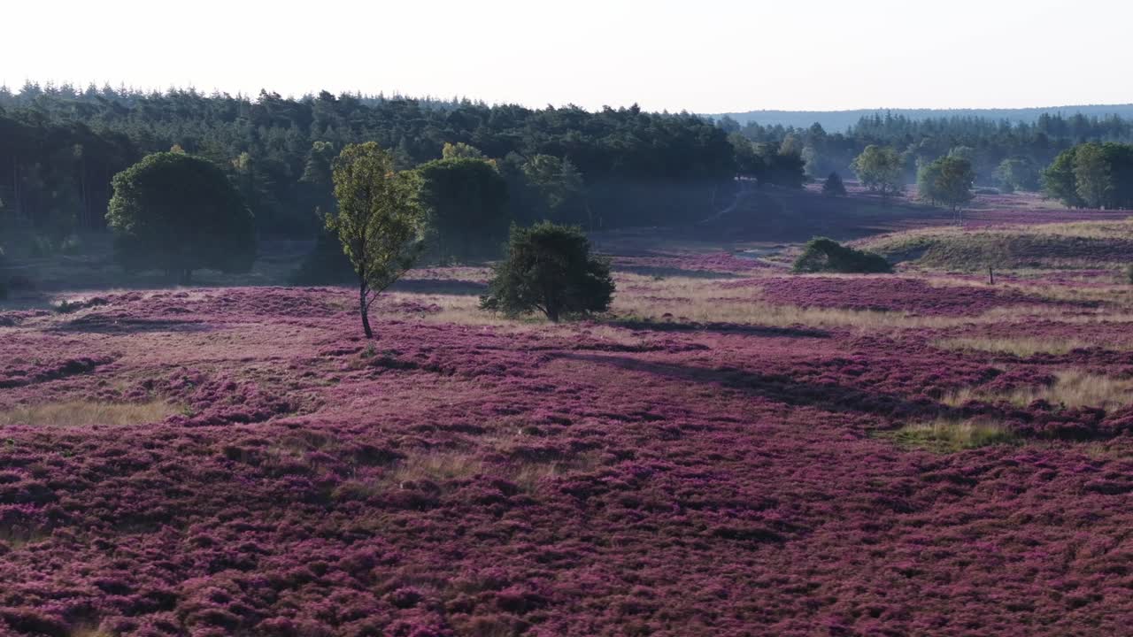 Heather landscape with trees and forest