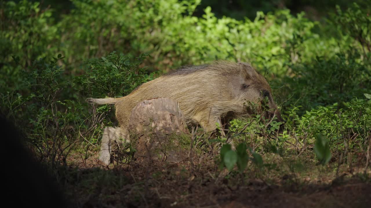 cerdito de jabalí en el bosque