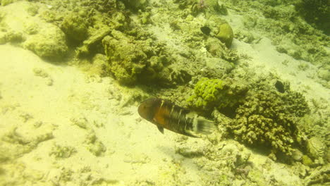 Wrasses-De-Pecho-Rojo-En-El-Arrecife-De-Coral-Del-Mar-Rojo-De-Egipto