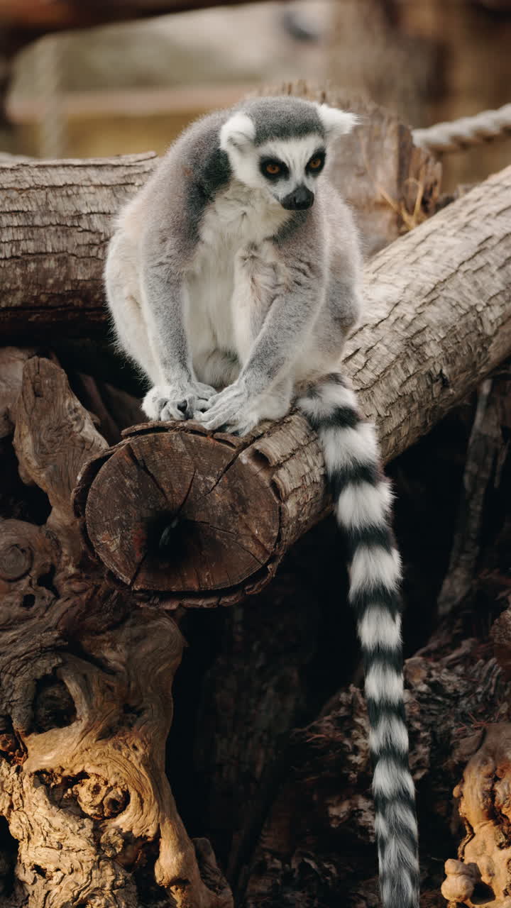 Ring-tailed Lemur on a Tree Branch