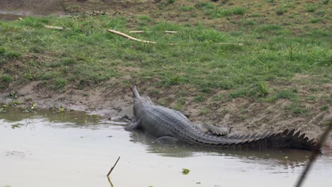 un cocodrilo gavial descansando medio sumergido en la orilla de un río en el parque nacional de chitwan en nepal