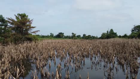 cultivos alimentarios dañados en campos agrícolas inundados en battambang, camboya - toma aérea de drones