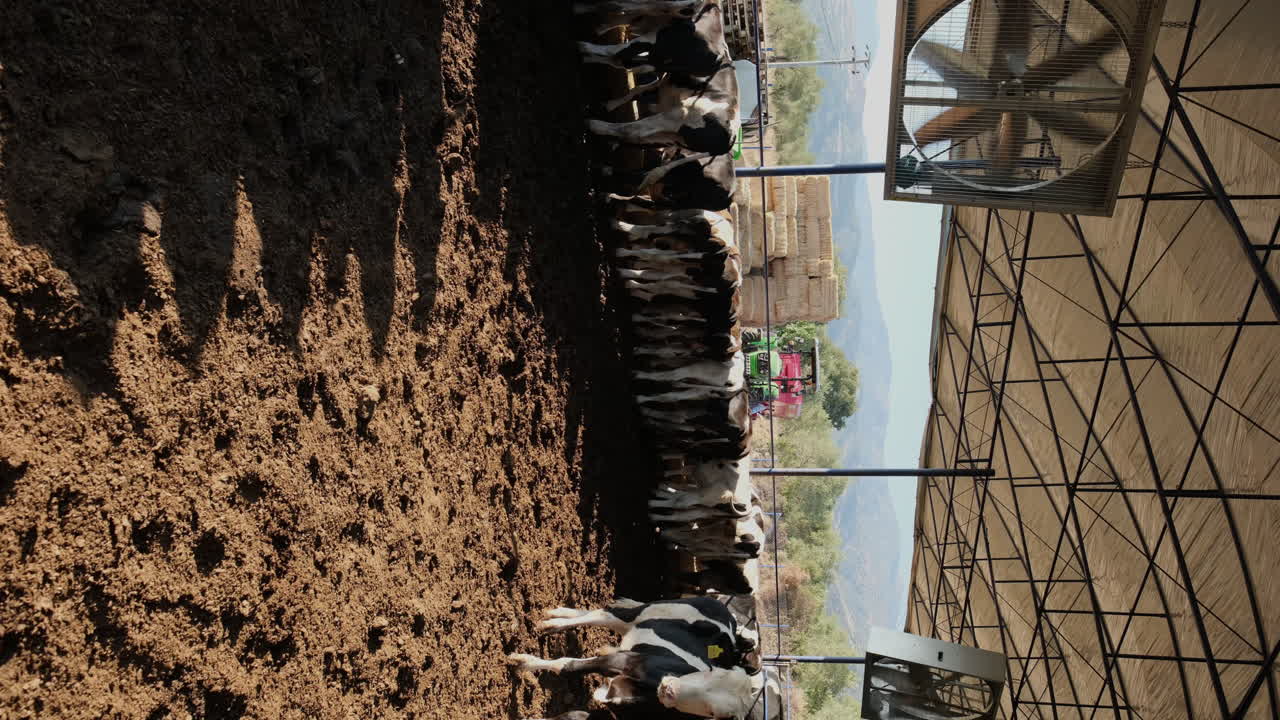 Farm Life Unveiled: A Look at Dairy Cattle Routines