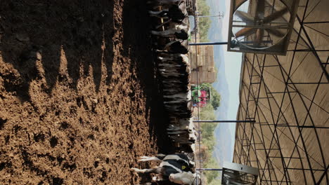 farm life unveiled: a look at dairy cattle routines