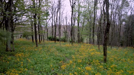 colts foot flower in forest field