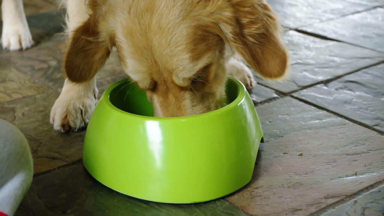 perro comiendo comida de un tazón en casa 4k