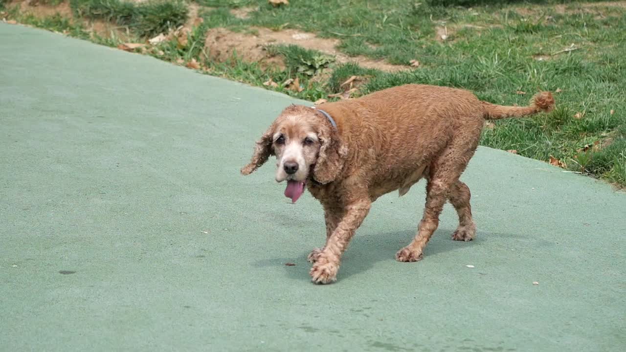 Cocker Spaniel in the Park