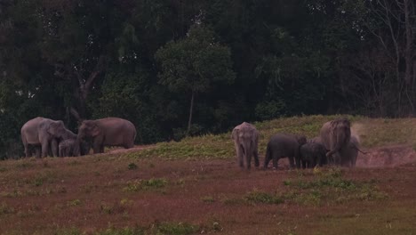 Two-families-feeding-on-minerals-at-two-salt-licks-just-before-dark-then-the-group-on-the-right-left-an-individual-alone-as-they-go-away,-Indian-Elephant-Elephas-maximus-indicus,-Thailand