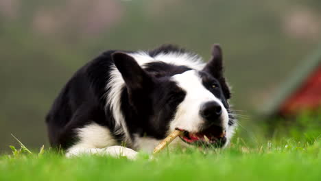 close-up of a relaxed border collie chewing a treat while lying on green grass outdoors. calm and content expression with soft natural light and blurred background