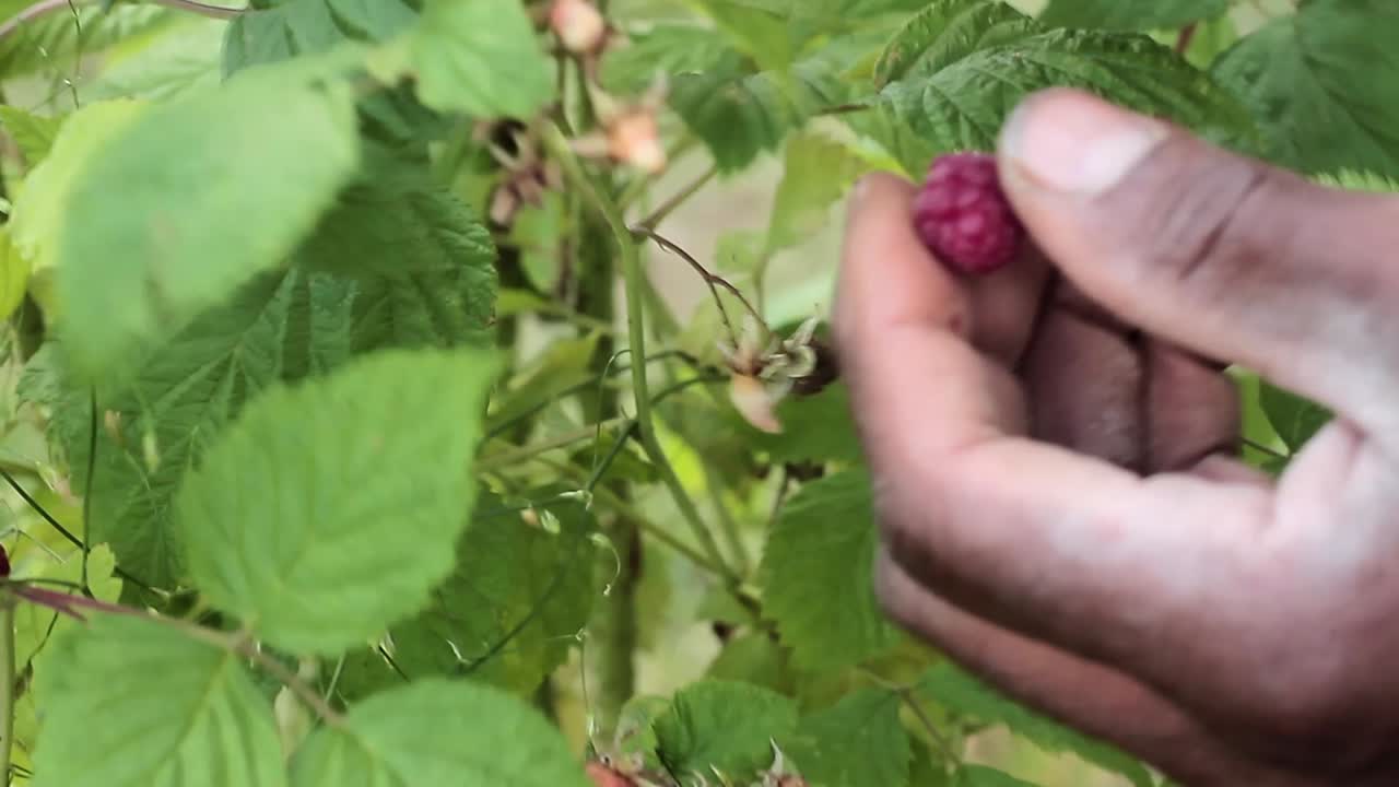 Picking ripe raspberries in summer stock footage-1