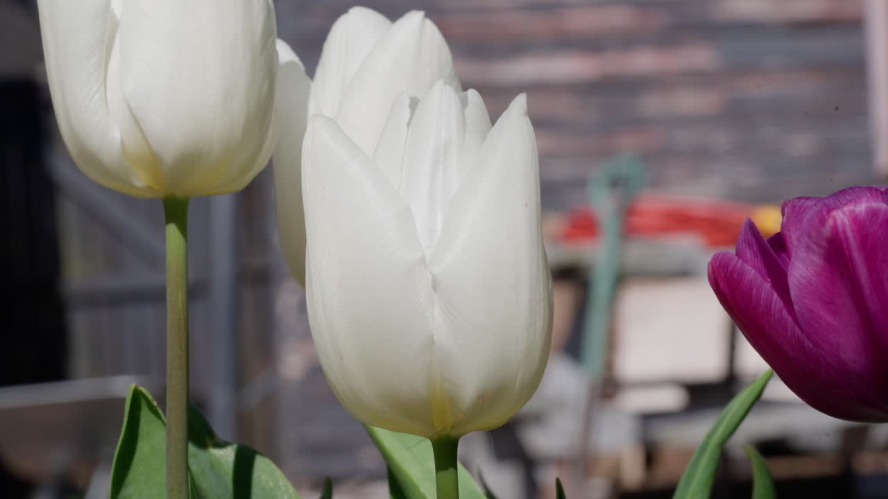 Tulips stands so tall and proud, with petals soft like velvet cloud