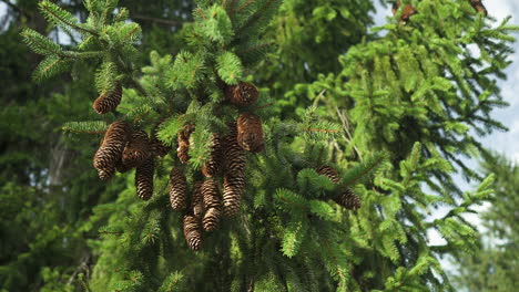 Pinecones-on-a-spruce-tree-–-static-shot