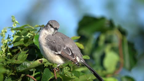 A-northern-mockingbird-preening-it-feathers-in-the-morning-while-sitting-on-a-small-branch-of-a-tree