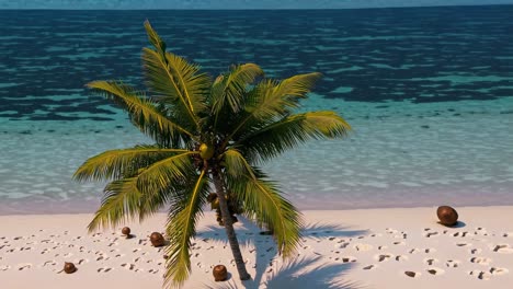 tropical beach with palm tree and ocean view