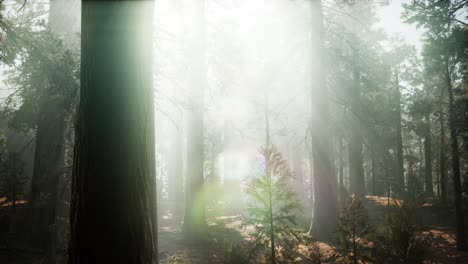 Sequoia-National-Park-under-the-fog-mist-clouds