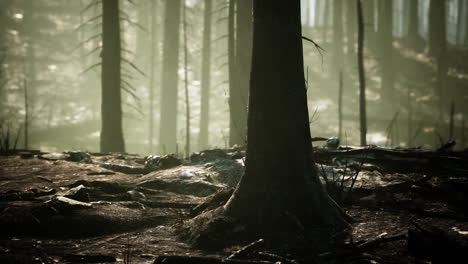 paisaje forestal quemado