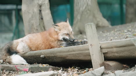 Un-Zorro-Lamiéndose-Y-Limpiándose-En-Un-Zoológico-Cerca-De-Sendai,-Japón---Cámara-Lenta