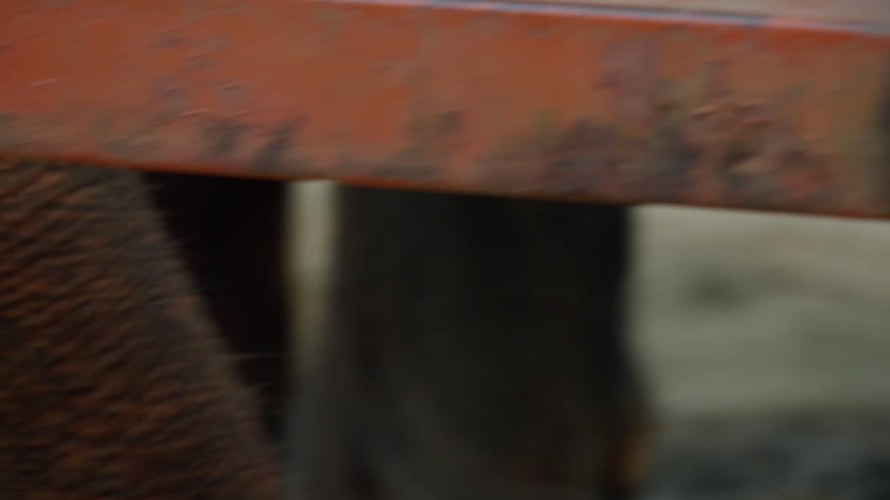 trompa de elefante curiosamente revisando el suelo