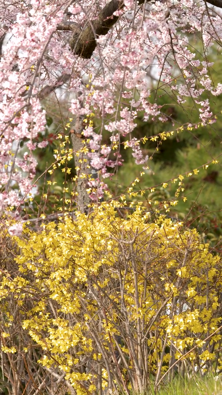 Weeping Cherry Blossoms and Yellow Forsythia Flowers in Spring