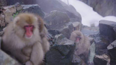 japanese macaques, relaxing in jigokudani hot springs, rack focus close up