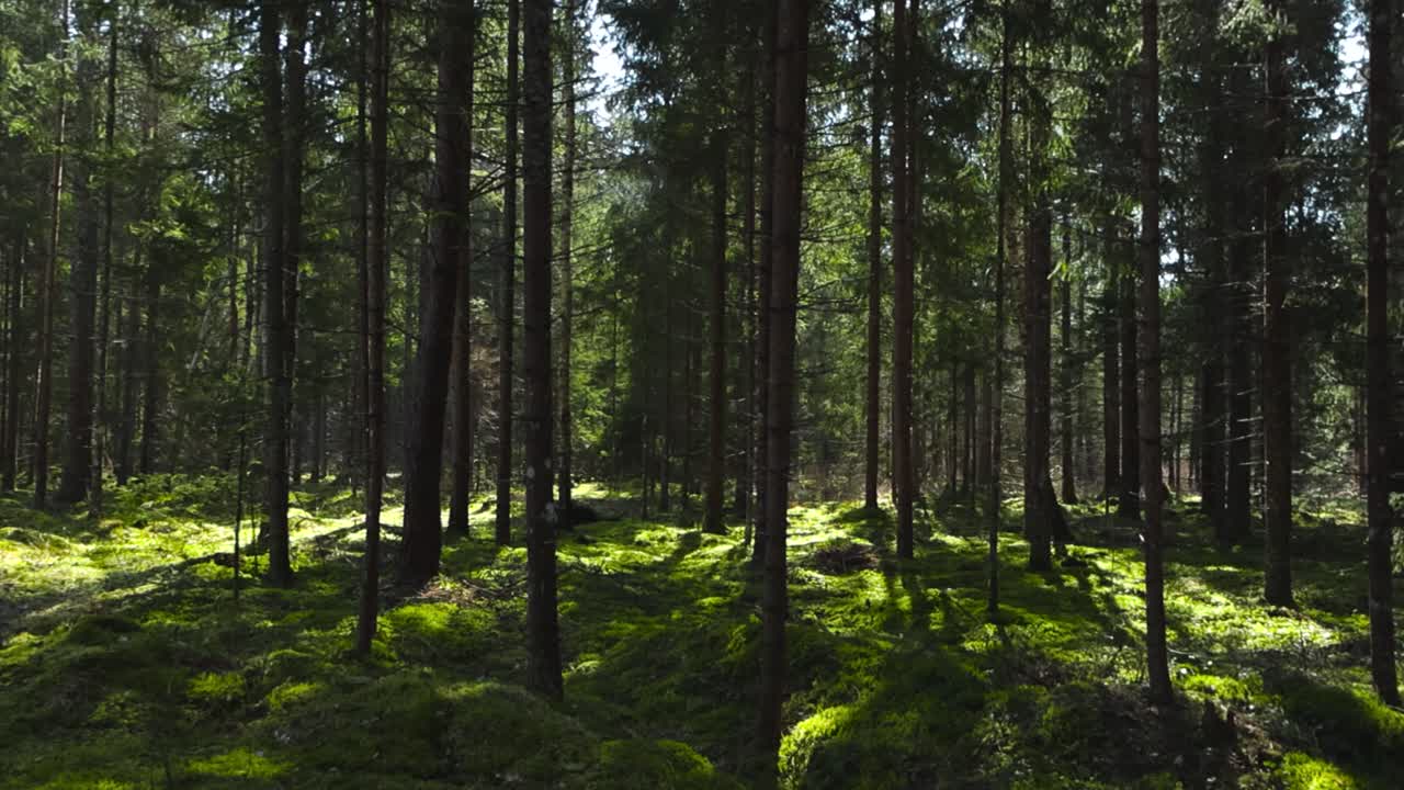 Gorgeous sunny old and mystical forest during spring or autumn time with sun shining through tall and large pine trees creating sun patches on the green moss on the ground. No people in the woodlands