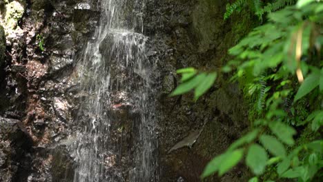 A-small-waterfall-in-the-nature