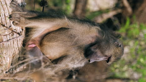 vertical view of baboon monkey sitting on the tree showing its penis. - close up
