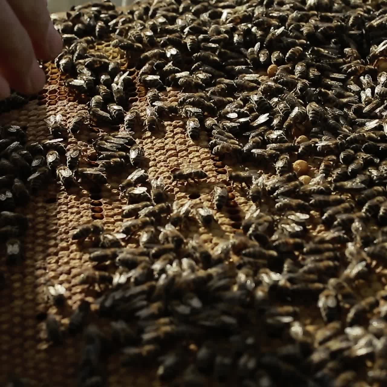 Hardworking Bees On Honeycomb. View of the busy bees on honeycomb