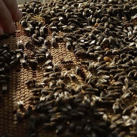 hardworking bees on honeycomb. view of the busy bees on honeycomb