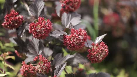 dark purple leaves with red berries