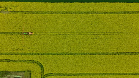 aerial view of tractor with boom sprayer spraying pesticides on yellow fields of rapeseed in lubawa, poland