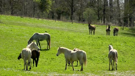 caballos comiendo hierba en el campo en la primavera